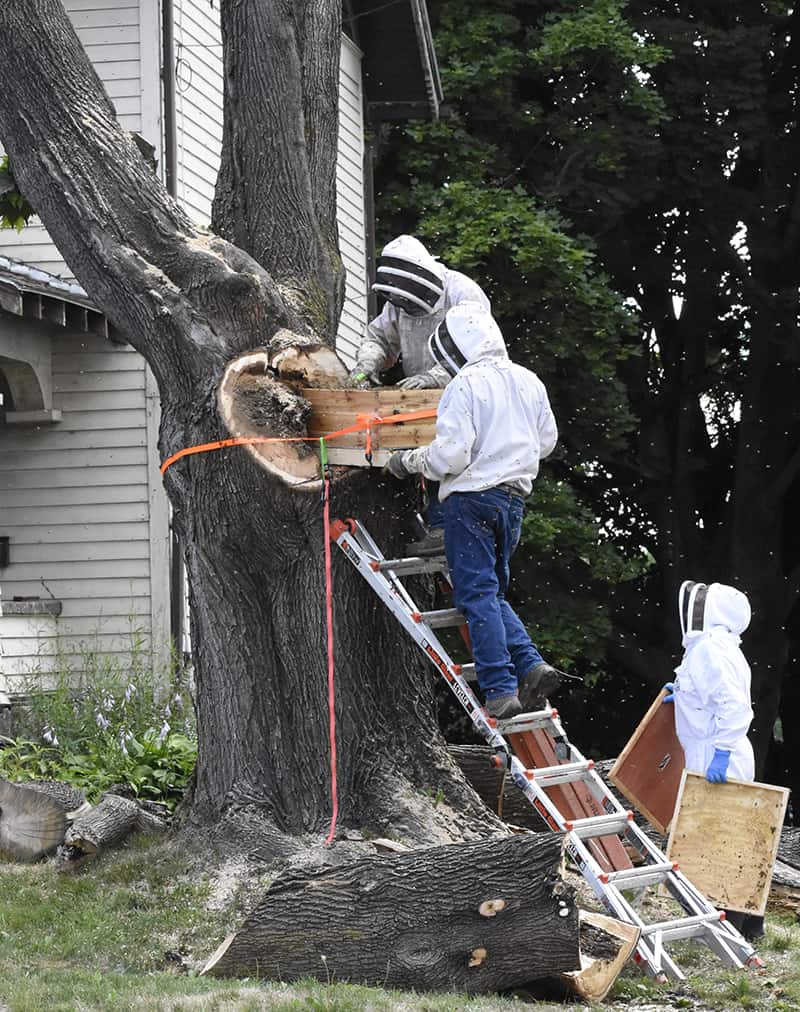 Ohio's backyard beekeeping is a-buzz